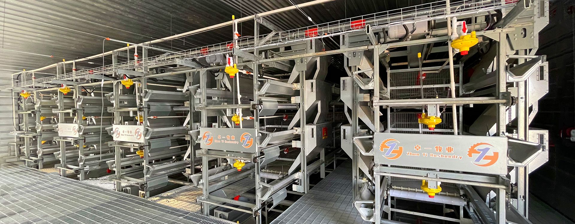 掌握蛋雞養(yǎng)殖要點，輕松進行飼養(yǎng)工作