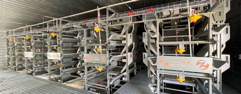 掌握蛋雞養(yǎng)殖要點，輕松進行飼養(yǎng)工作