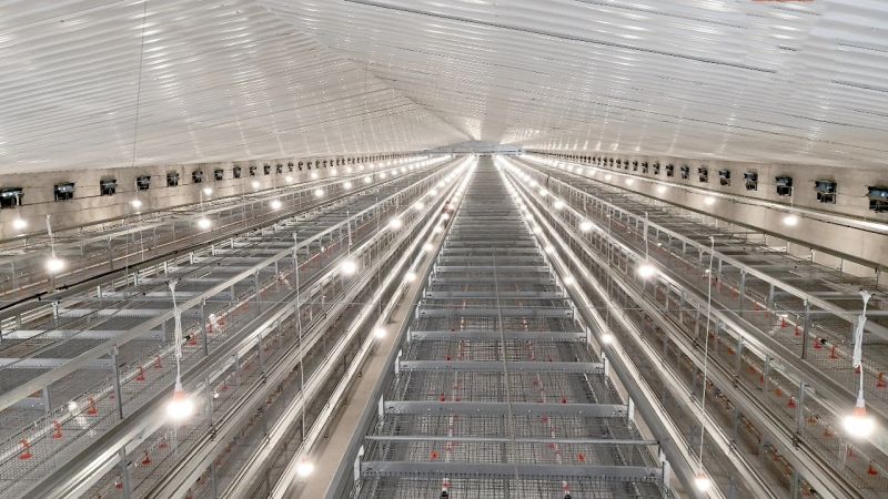 這幾種自動化養(yǎng)雞設備你認識嗎？