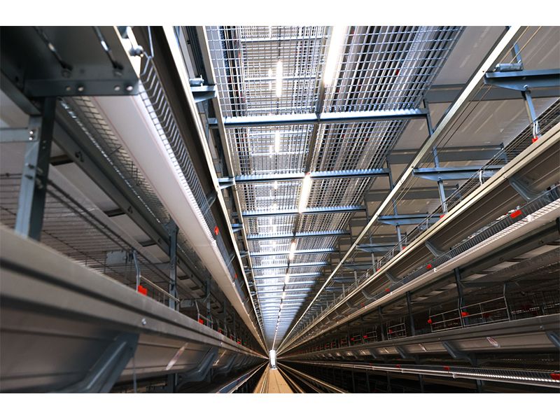 111萬只雞被撲殺！日本禽流感帶給我們的啟示