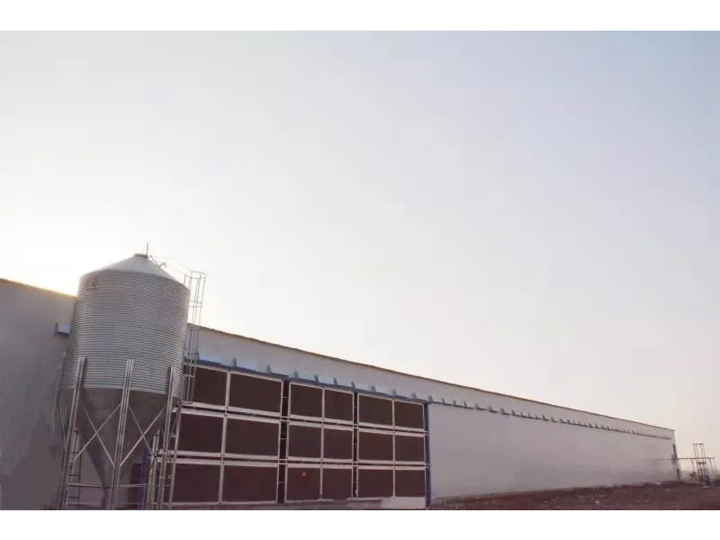 想要把雞養(yǎng)好，這些細(xì)節(jié)不可忽視