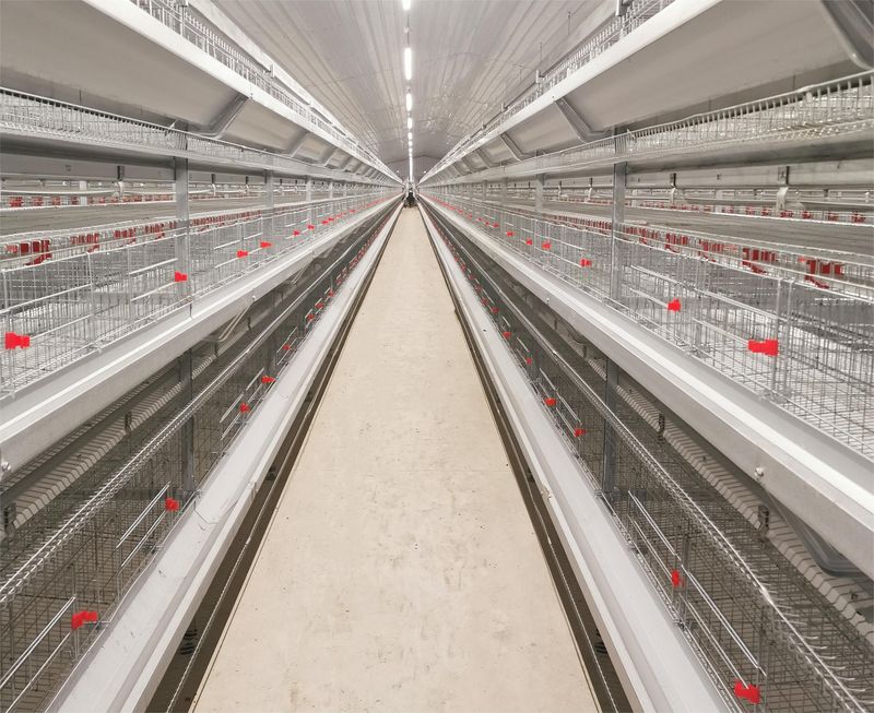 超高層疊養(yǎng)雞是一種什么飼養(yǎng)方式？