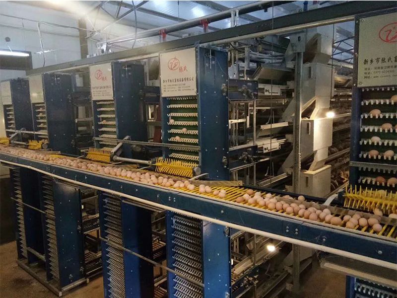 自動化養(yǎng)雞設備引領(lǐng)養(yǎng)雞業(yè)智能化轉(zhuǎn)型