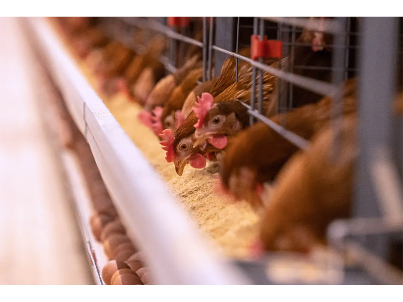 冬季來臨，養(yǎng)殖戶注意做好設(shè)備安全管理