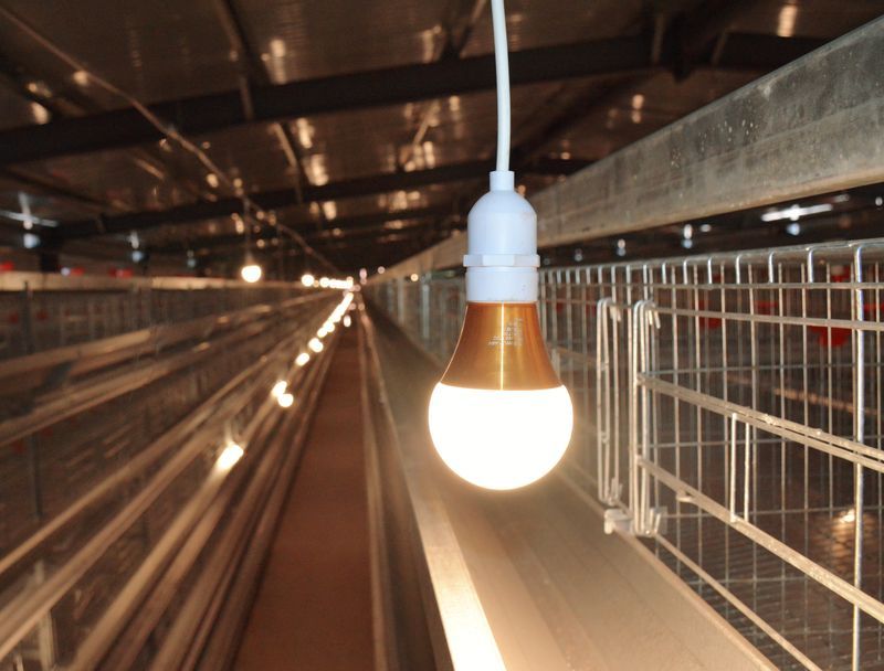 自動化養(yǎng)雞設備賦能傳統(tǒng)養(yǎng)殖，鄉(xiāng)村振興添新動力