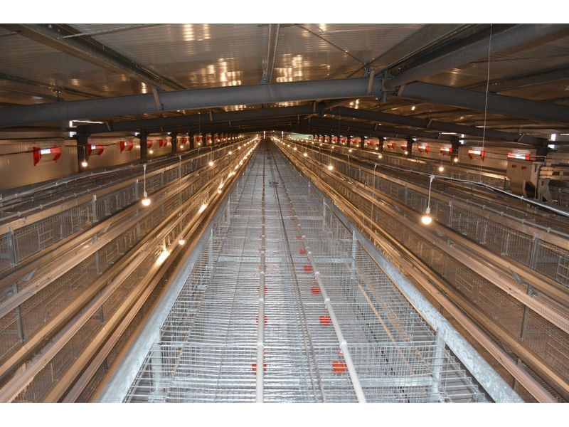 全自動化養(yǎng)雞設備打造“智慧工廠”，產(chǎn)業(yè)升級帶領高質量發(fā)展